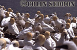 CSeddon0165 : Gannet Colony (Sula bassana), Bass rock, Scotland, UK