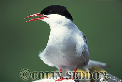CSeddon0064 : Arctic Tern (Sterna paradisaea) in Summer, Northumberland, UK