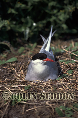 CSeddon0110 : Arctic Tern on nest (Sterna paradisaea) in Summer, Northumberland, UK