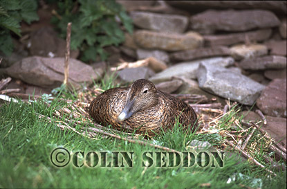 CSeddon0145 : Eider : female on nest (Somateria mollissima), Shetland Islands