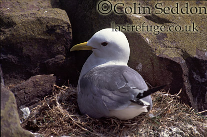 CSeddon0173 : Kittiwake on nest (Rissa tridactyla), Shetland Islands