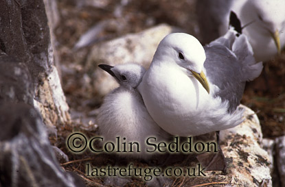 CSeddon0174 : Kittiwake with Chick (Rissa tridactyla), Shetland Islands