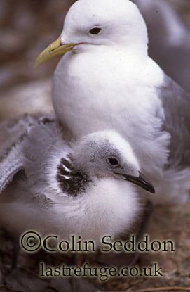 CSeddon0175 : Kittiwake with Chick (Rissa tridactyla), Shetland Islands