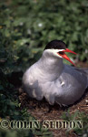 CSeddon0111 : Arctic Tern on nest (Sterna paradisaea) in Summer , Northumberland, UK