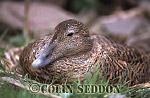 CSeddon0170 : Eider, female on nest (Somateria mollissima), Shetland Islands