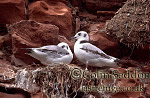 CSeddon0171 : Kittiwake Chicks (Rissa tridactyla), Shetland Islands