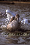 CSeddon065 : Mute Swan (Cygnus olor) juvenile bathing, Dorset, UK