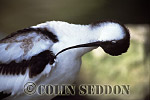 CSeddon0071 : Avocet (Recurvirostra avosetta) preening, Somerset, UK