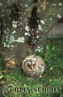 CSeddon0082 : Tawny Owlet (Strix aluco), Somerset, UK
