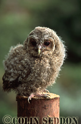 CSeddon0137 : Tawny Owlet (Strix aluco), Somerset, UK