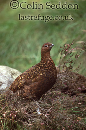 CSeddon0138 : Red Grouse (Lagopus lagopus) female, Scotland, UK