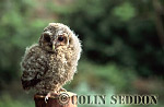 CSeddon0080 : Tawny Owlet (Strix aluco), Somerset, UK