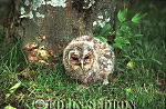 CSeddon00813 : Tawny Owlet (Strix aluco), Somerset, UK