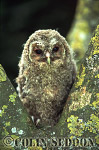 CSeddon0109 : Tawny Owlet (Strix aluco), Somerset, UK