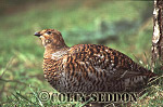 CSeddon0139 : Red Grouse (Lagopus lagopus) female, Scotland, UK