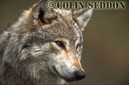 CSeddon72 : European Gray Wolf (Canis lupus), captive in Scotland, UK