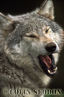 CSeddon75 : European Gray Wolf (Canis lupus) yawning, captive in Scotland, UK