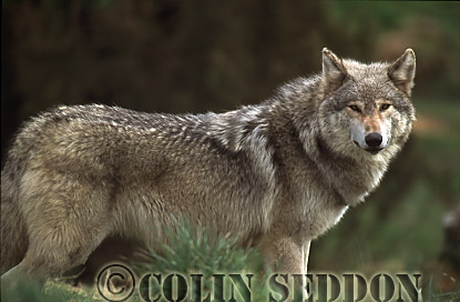 CSeddon76 : European Gray Wolf (Canis lupus), captive in Scotland, UK