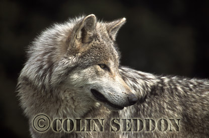 CSeddon79 : European Gray Wolf (Canis lupus), captive in Scotland, UK