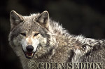 CSeddon78 : European Gray Wolf (Canis lupus), captive in Scotland, UK