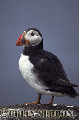 CSeddon0085 : Puffin (Fratercular arctica), Farne Island, England, UK