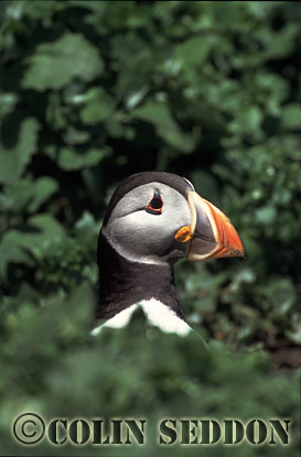 CSeddon0086 : Puffin (Fratercular arctica), Farne Island, England, UK