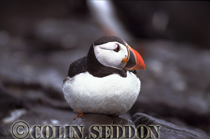 CSeddon0105 : Puffin (Fratercular arctica), Farne Island, England, UK