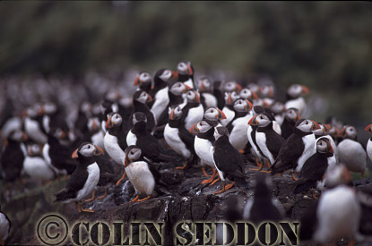 CSeddon0108 : Puffin Colony (Fratercular arctica), Farne Island, England, UK