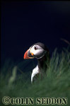 CSeddon0082 : Puffin (Fratercular arctica), Farne Island, England, UK