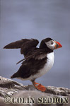 CSeddon0083 : Puffin (Fratercular arctica), Farne Island, England, UK
