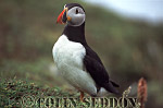 CSeddon0084 : Puffin (Fratercular arctica), Farne Island, England, UK