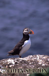 CSeddon0106 : Puffin (Fratercular arctica), Farne Island, England, UK