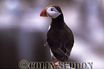 CSeddon0107 : Puffin (Fratercular arctica), Farne Island, England, UK