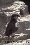 CSeddon0112 : Guillemot Chick (Uria aalge) in Summer, Farne Islands, England, UK