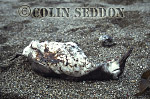 CSeddon0114 : Guillemot dead on beach with oil coverage (Uria aalge) in Summer, Farne Islands, England, UK