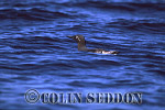 CSeddon0176 : Bridled Guillemot on water (Uria aalge) in Summer, Scotland, UK