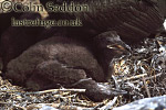 CSeddon0131a : Shag Chick (Phalacrocorax aristotelis), Northumberland, England