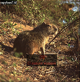 capybara01.jpg 
275 x 280 compressed image 
(104,970 bytes)