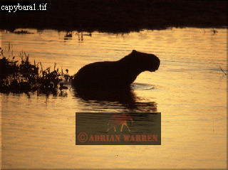 capybara02.jpg 
320 x 239 compressed image 
(60,687 bytes)