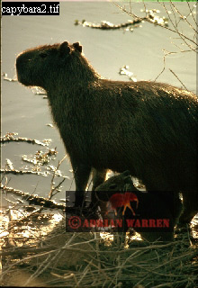 capybara04.jpg 
220 x 320 compressed image 
(69,605 bytes)