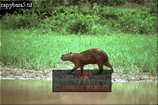 capybara06.jpg 
320 x 214 compressed image 
(72,652 bytes)