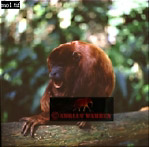Preview of: 
monkeySUSA11.jpg 
280 x 278 compressed image 
(66,984 bytes)