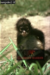 Preview of: 
monkeySUSA13.jpg 
218 x 320 compressed image 
(57,999 bytes)