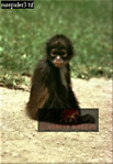 Preview of: 
monkeySUSA14.jpg 
223 x 320 compressed image 
(63,566 bytes)