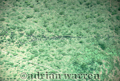 Wildebeest from air, aerialafrica22.jpg 
360 x 244 compressed image 
(107,356 bytes)