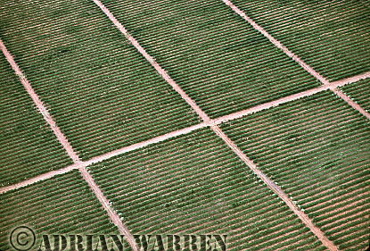 Sisal Plantation, aerialafrica33.jpg 
340 x 230 compressed image 
(97,756 bytes)