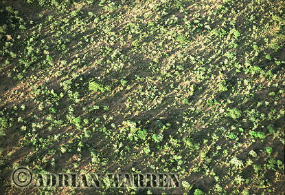 Aerials of Africa, aerialafrica35.jpg 
340 x 231 compressed image 
(116,932 bytes)