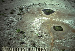 Water hole, Etosha, African Aerials, Preview of: 
aerialafrica12.jpg 
320 x 218 compressed image 
(85,304 bytes)
