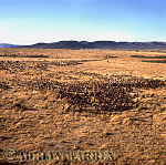 Wildebeest from air, Masai Mara, African Aerials, Preview of: 
aerialafrica17.jpg 
275 x 270 compressed image 
(90,874 bytes)