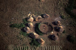 Masai village, African Aerials, Preview of: 
aerialafrica31.jpg 
340 x 226 compressed image 
(90,356 bytes)